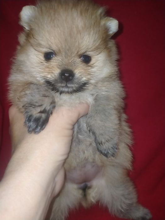 Померанский шпиц