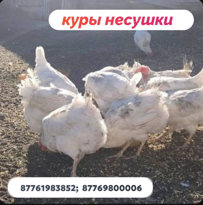 Курочки несушки в наличии