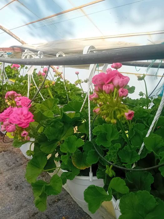 Muscate Caliope marime L in ghivece 21cm cu agatator.Avem diferite culori si disponibila cantitate mare.
