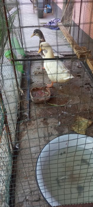 Xuroz va Urdaklar sotiladi damashniy