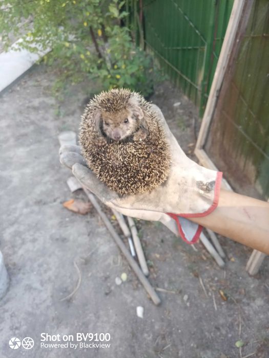 Продается ёжик 7 штук