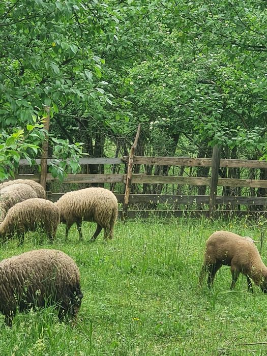 Vând 20 de miei pentru crescut sau sacrificat
