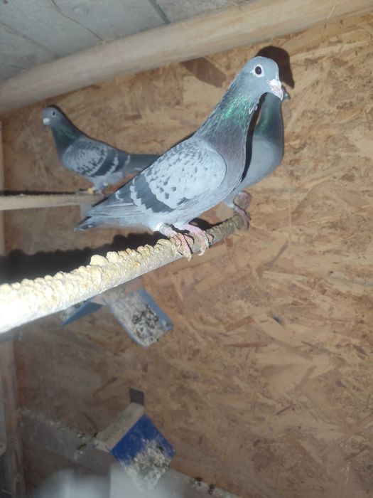 Vând porumbei voiajori