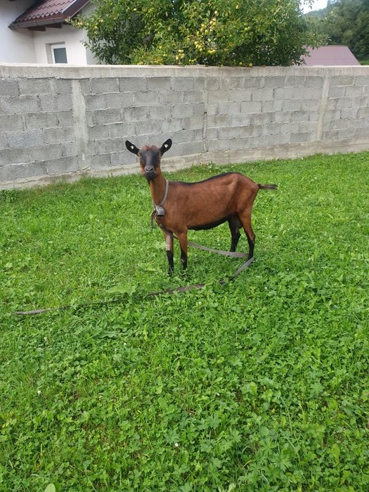 Vind capra alpina franceza gestanta al  treilea ied ciuta genetic buna