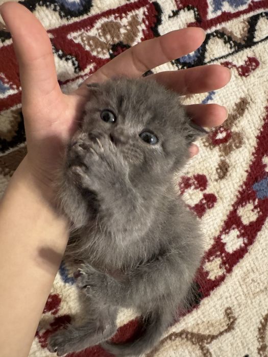 Марғаулар 1 айлық