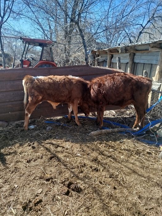 Буқалар сатылады