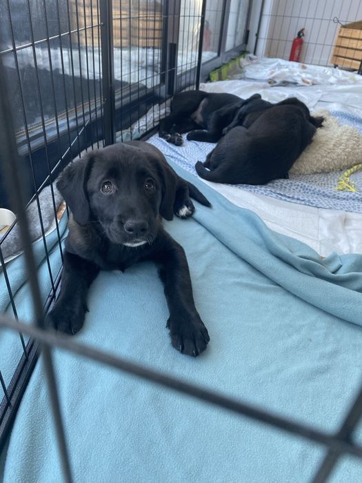 Donez 3 pui de catel