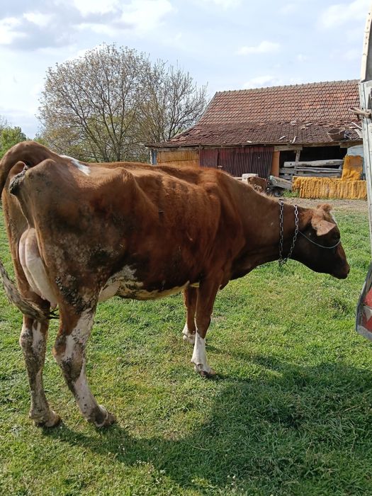 Vand 2 vaci cu lapte