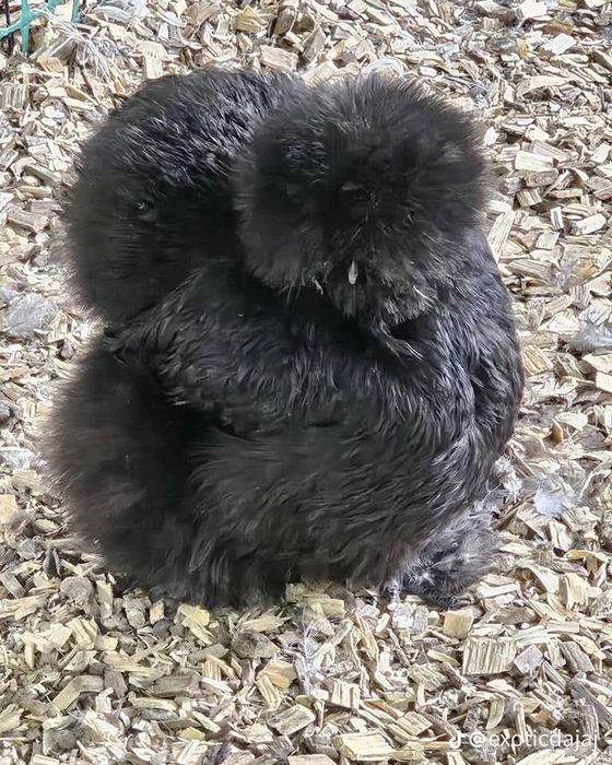 Сотилади куен парт шолк тухумлари. / 30000, / манзил шахрихон