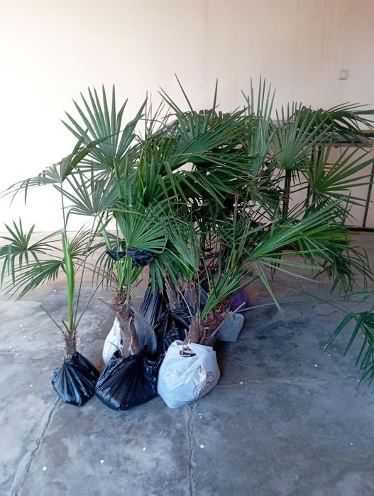 Палма дарахт ва кучатлари