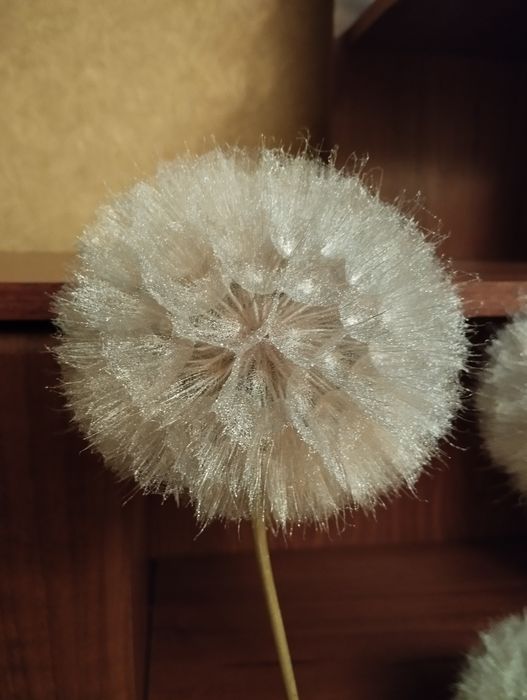 Продам одуванчики