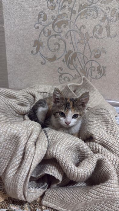 Отдам котенка в хорошие руки
