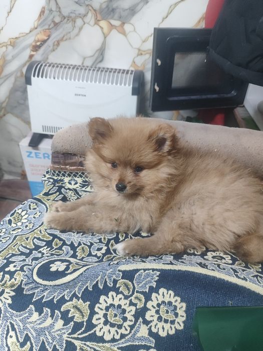 Продам шпица,мальчик 2,5месчца