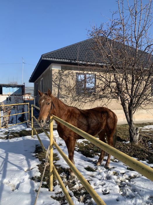 Жуас минги семиз  бие сатылады
