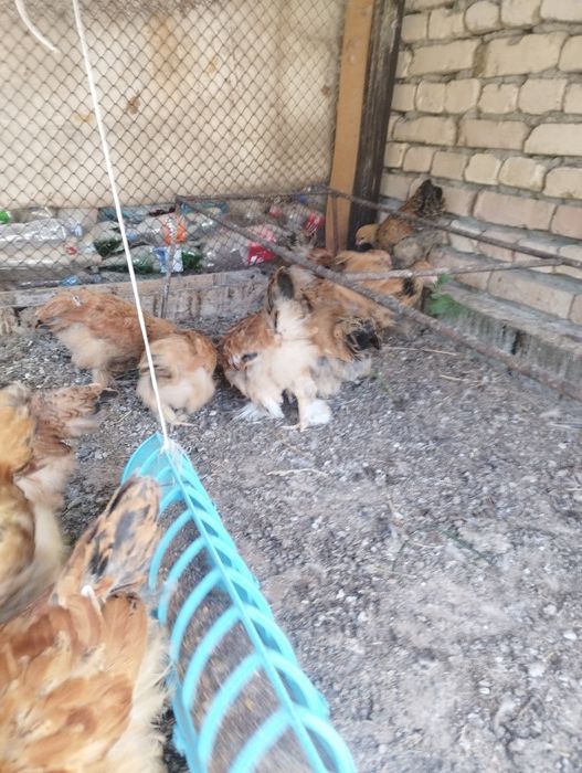 2 ойлик брамма жужалар сотилади