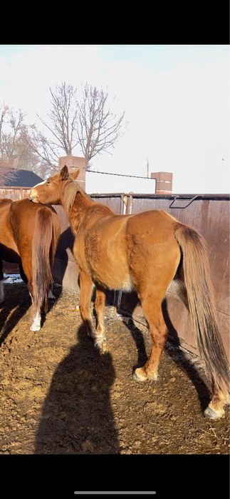 Буаз бие сатылады.