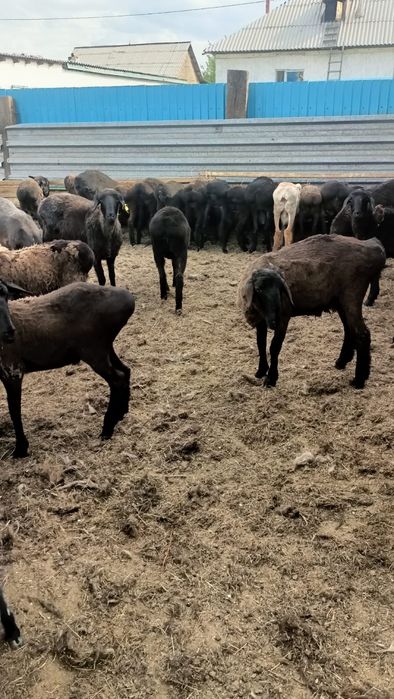 Бараны токтылар жаксы