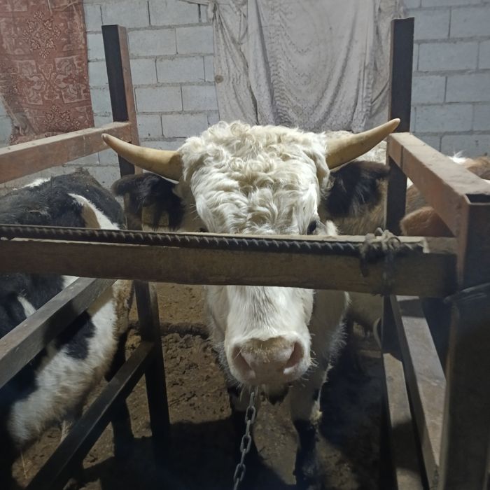 Продам 3 быка  стоят на откорме