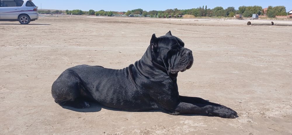 Кобели кане корсо на вязку.