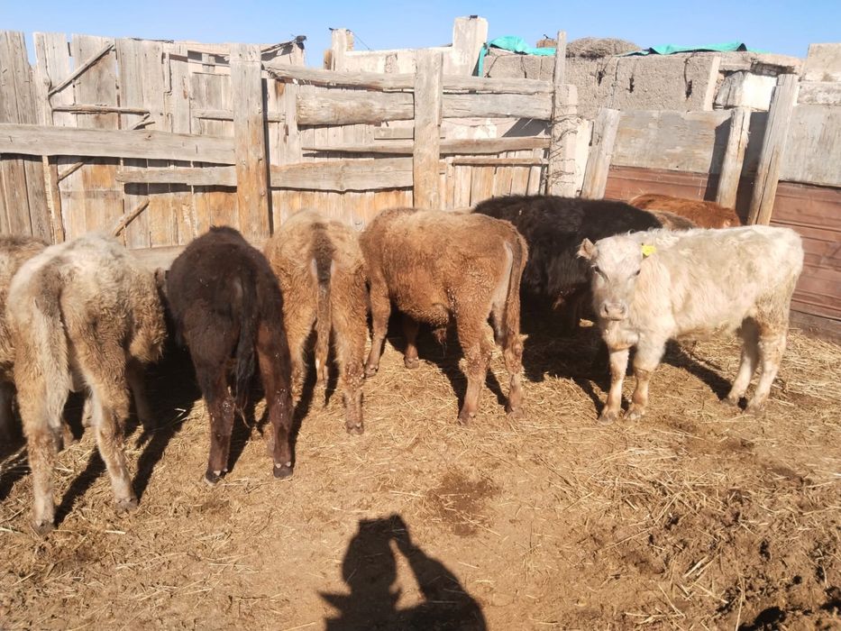 Продается  бычки