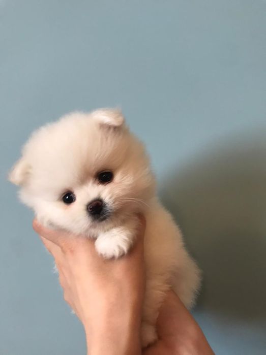 Померанский шпиц Супер мини, 1,5 мес, помиранский