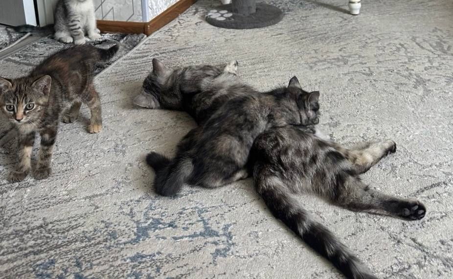 Отдам в добрые руки породистых котят