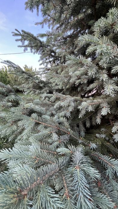 Продам голубые ели