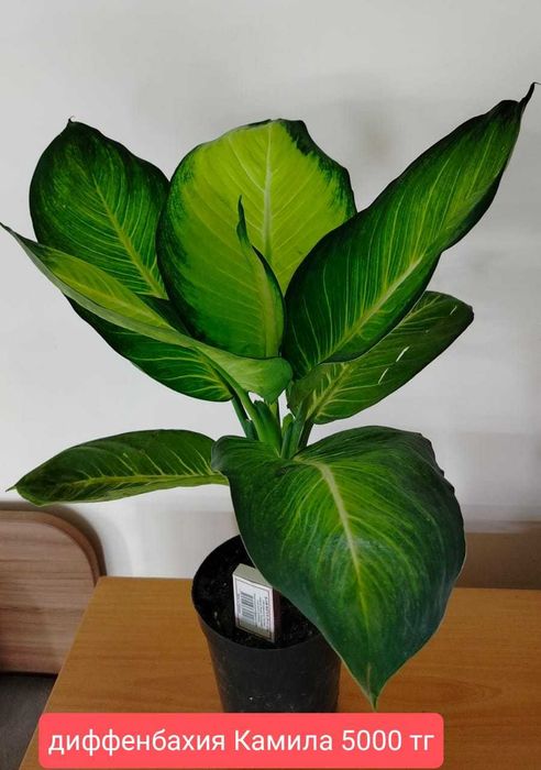 Продам комнатные растения.