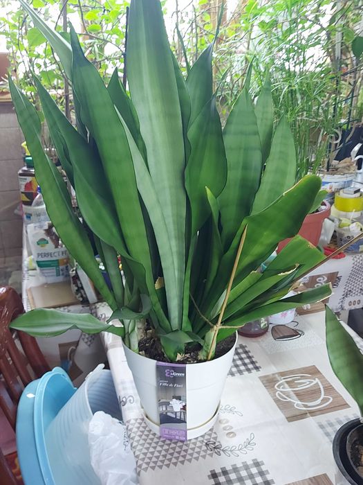 сансивьера Муншайн