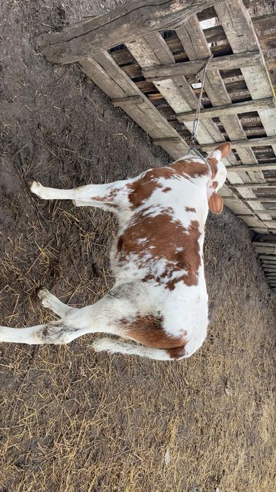 De vânzare vițică bălțată românească