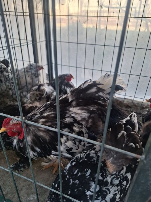 Яйца брама. Брама тухумлари