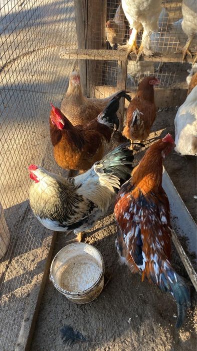 Жас кораздар сатылады