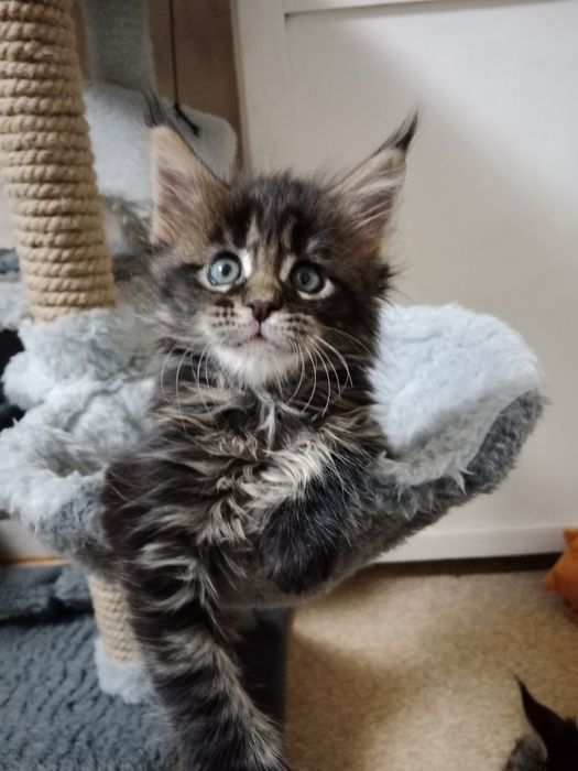 Мейн-кун девочка