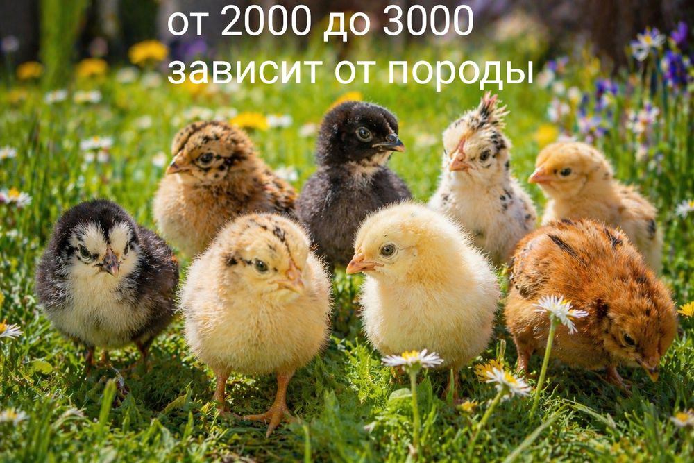 Продам Цыплят. Цены разные..
