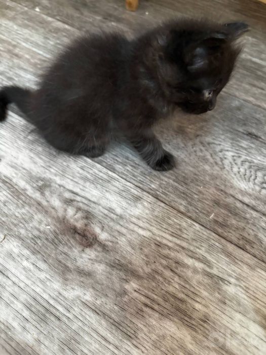 Отдам котят бесплатно