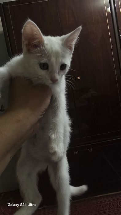 Турецкая ангора  пишик