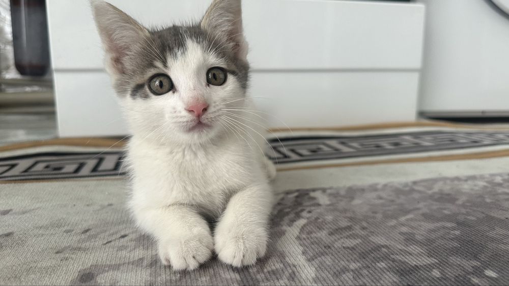 Котенек бело- серый пушистик