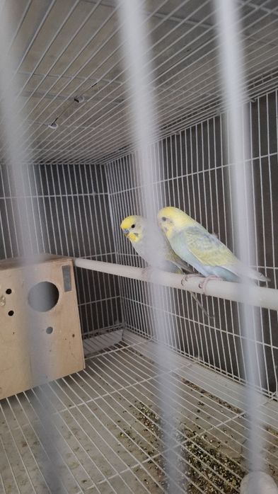 Волнистые попугай