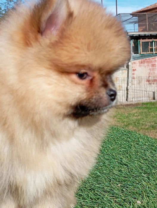 Померан померанчета