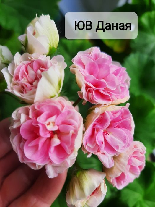 Укоренённые черенки сортовых пеларгоний