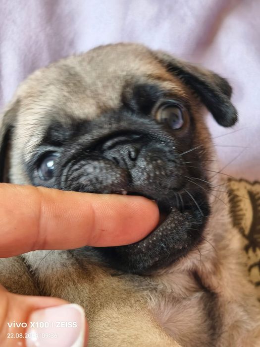 Продам щенка Мопса.