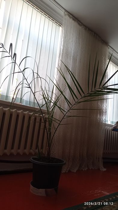 Продается финик (құрма)