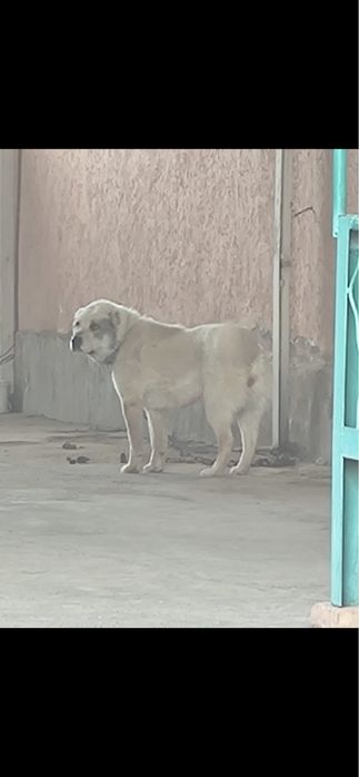 Дочь чемпиона Тарзан