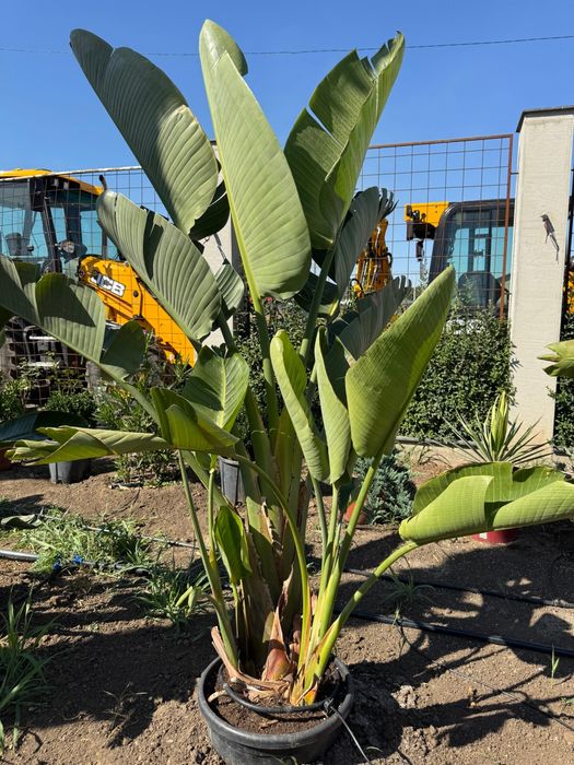 Palmieri Sterlitzia Leandri