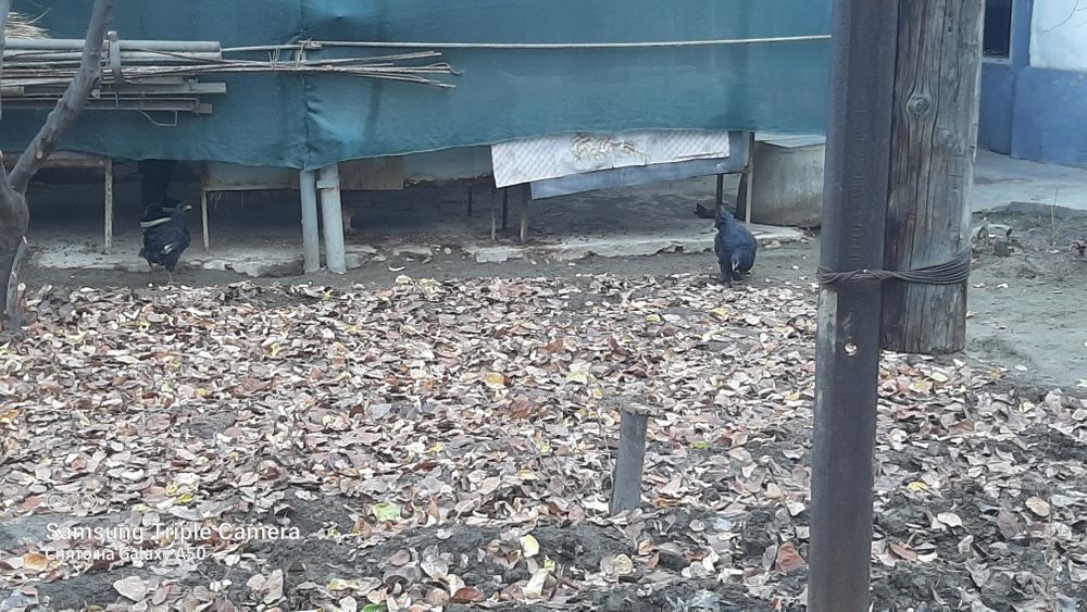 2ta jo'ja tovuq sotiladi