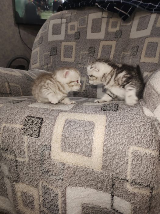Котята скотиш фолд