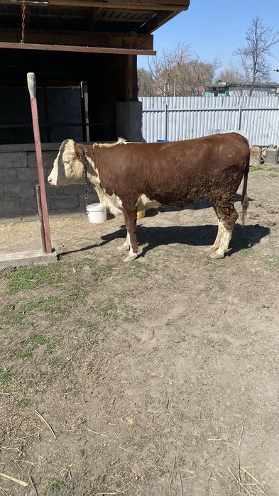 Продам молодую телку!! Очень хорошо подойдет для племя !