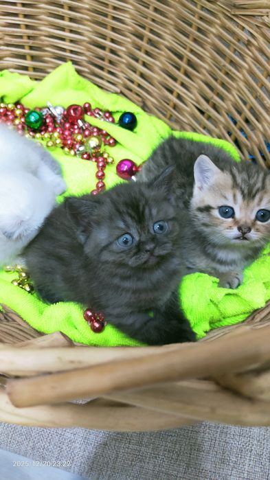 Продам шатланских котят