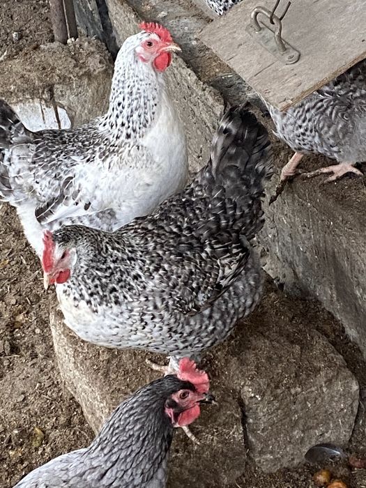 Яйца свежие для инкубации