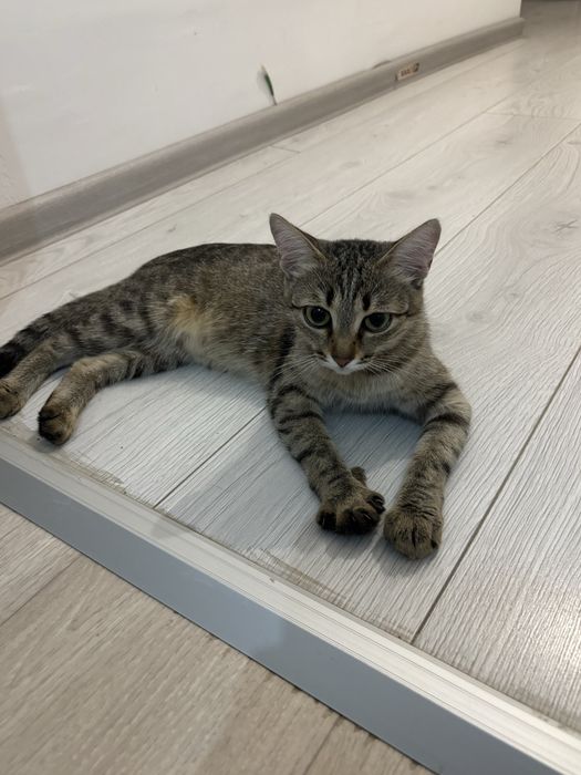 срочно продаётся кошка